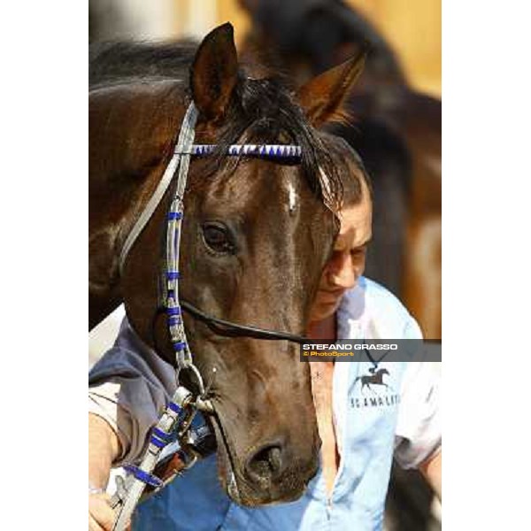a close up for Frammassone winner of the Gran Corsa Siepi d\' Italia Merano, 6th june 2010 ph. Stefano Grasso