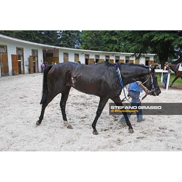 Frammassone walks after winning the Gran Corsa Siepi d\' Italia Merano, 6th june 2010 ph. Stefano Grasso