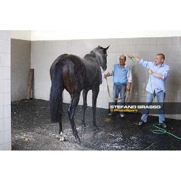 a shower for Frammassone winner of the Gran Corsa Siepi d\' Italia Merano, 6th june 2010 ph. Stefano Grasso