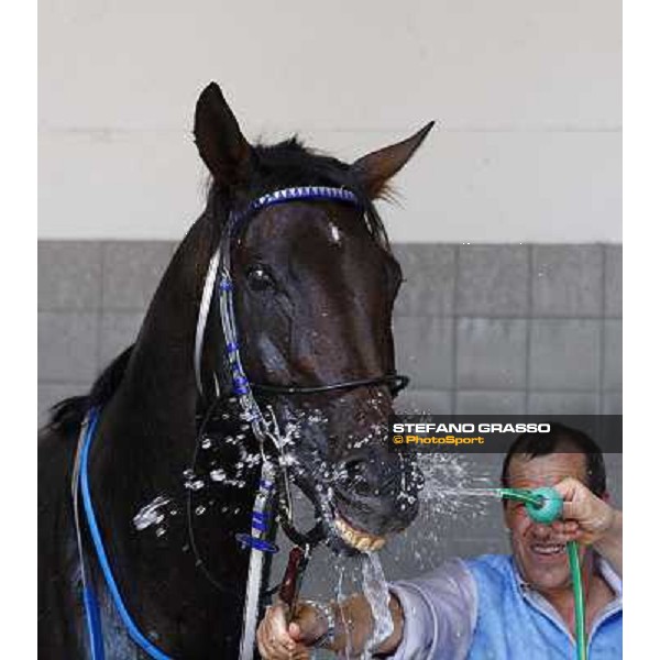 a shower for Frammassone winner of the Gran Corsa Siepi d\' Italia Merano, 6th june 2010 ph. Stefano Grasso