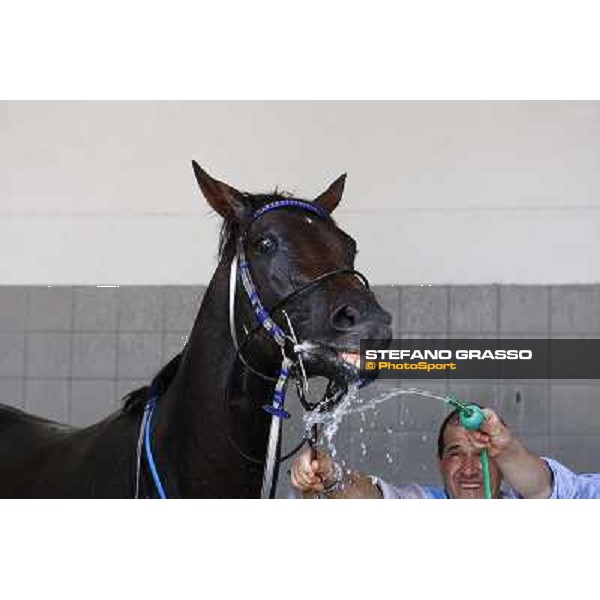 a shower for Frammassone winner of the Gran Corsa Siepi d\' Italia Merano, 6th june 2010 ph. Stefano Grasso