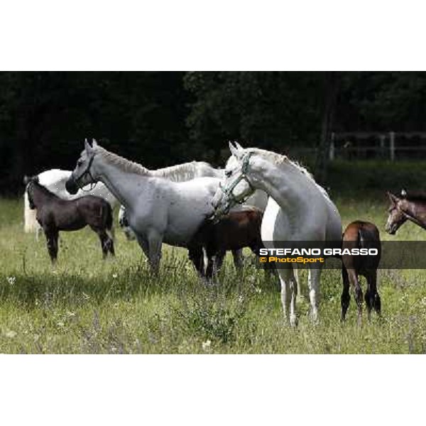 Foals and mares in the paddock at Lipica Lipica (SLO), 1st june 2010 ph.Stefano Grasso