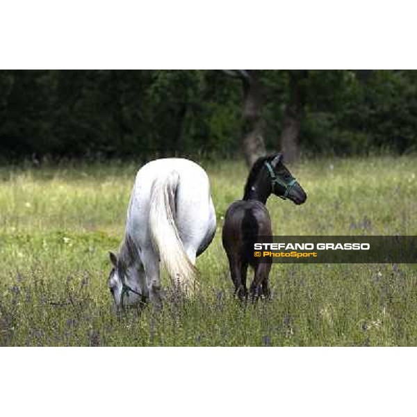 Foals and mares in the paddock at Lipica Lipica (SLO), 1st june 2010 ph.Stefano Grasso