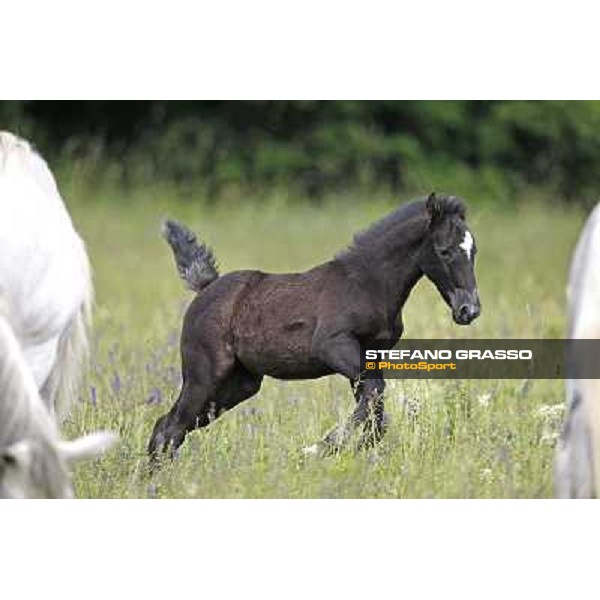 Foals and mares in the paddock at Lipica Lipica (SLO), 1st june 2010 ph.Stefano Grasso