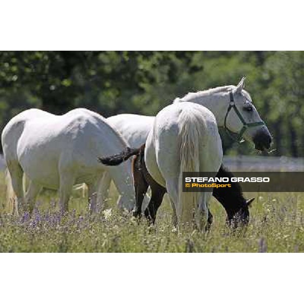 Foals and mares in the paddock at Lipica Lipica (SLO), 1st june 2010 ph.Stefano Grasso