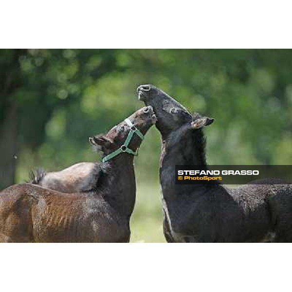 Foals and mares in the paddock at Lipica Lipica (SLO), 1st june 2010 ph.Stefano Grasso