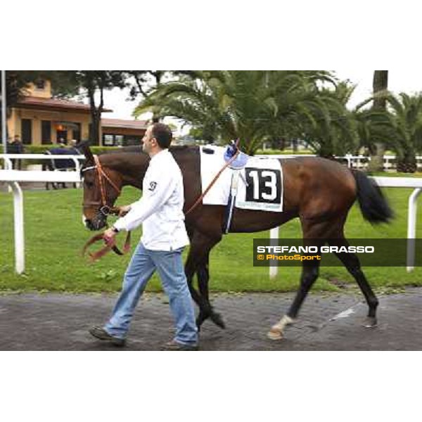 Turati, breeded by Nordovest stable of Mr. Aldo Cirla, parades before the Premio Parioli Memorial Lorenzo Brogi Rome - Capannelle, 19th april 2009 ph. Stefano Grasso