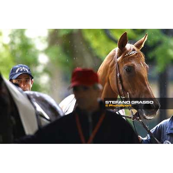 Sadowa Destination goes to the parade ring before winning the Premio Roberto Renzoni Milan, San Siro racetrack, 20th june 2010 ph. Stefano Grasso