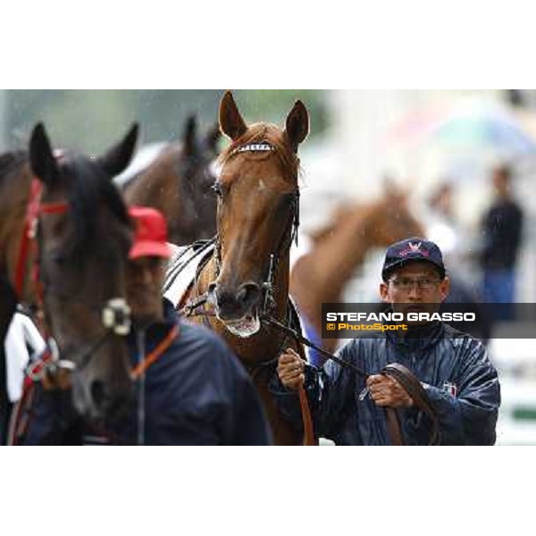 Sadowa Destination parades before winning the Premio Roberto Renzoni Milan, San Siro racetrack, 20th june 2010 ph. Stefano Grasso