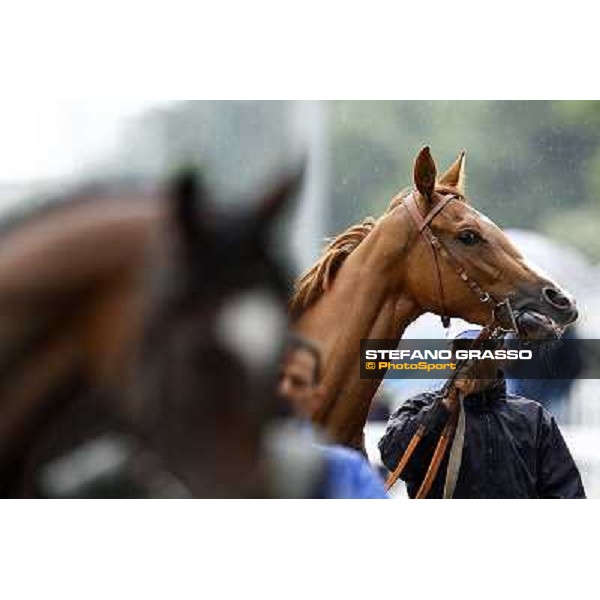 Horses parade before the race Milan, San Siro racetrack, 20th june 2010 ph. Stefano Grasso