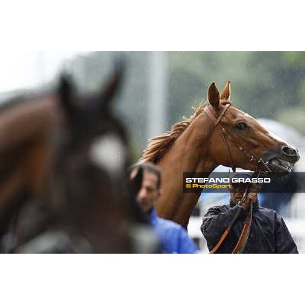 horses parde before the race Milan, San Siro racetrack, 20th june 2010 ph. Stefano Grasso