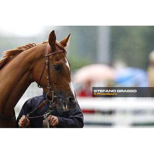 a horse parades before the race Milan, San Siro racetrack, 20th june 2010 ph. Stefano Grasso