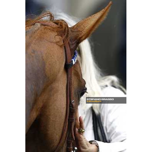 a caress to Sadowa Destination Milan, San Siro racetrack, 20th june 2010 ph. Stefano Grasso