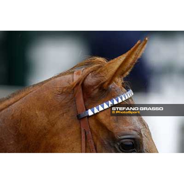a very close up for Sadowa Destination after winning the Premio Roberto Renzoni Milan, San Siro racetrack, 20th june 2010 ph. Stefano Grasso