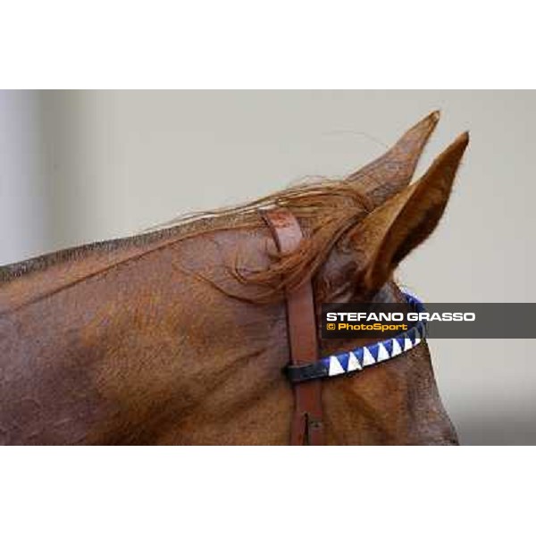 a very close up for Sadowa Destination after winning the Premio Roberto Renzoni Milan, San Siro racetrack, 20th june 2010 ph. Stefano Grasso