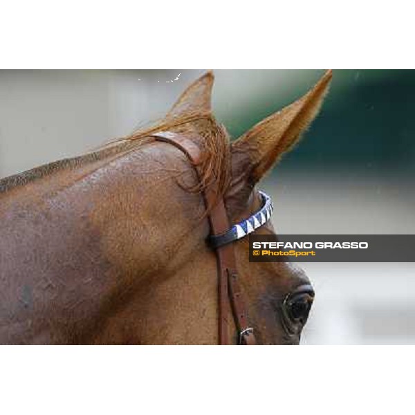 a very close up for Sadowa Destination after winning the Premio Roberto Renzoni Milan, San Siro racetrack, 20th june 2010 ph. Stefano Grasso