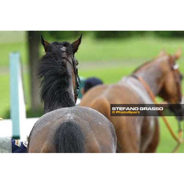 Horses away please ! Milan, San Siro racetrack, 20th june 2010 ph. Stefano Grasso