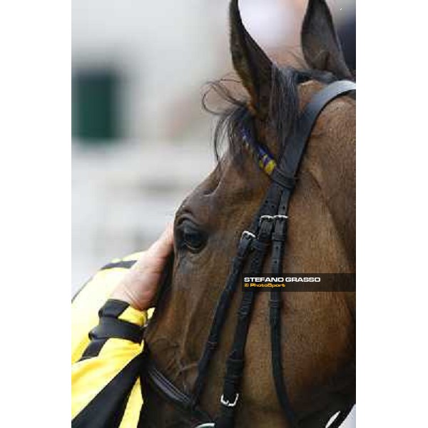 a caress to Rockatella after winning the LXXVII Royal Mares Milan, San Siro racetrack, 20th june 2010 ph. Stefano Grasso