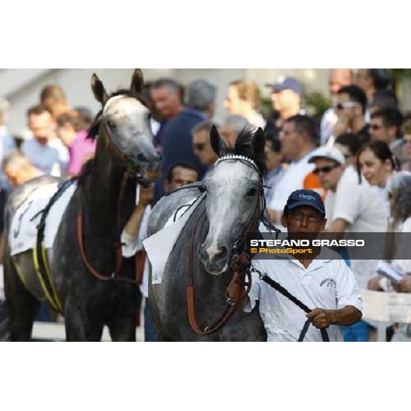 Clelt di Sasn Jore and Cima de Triomphe parading before the Premio del Giubileo Milan - San Siro racetrack, 4th july 2010 ph. Stefano Grasso