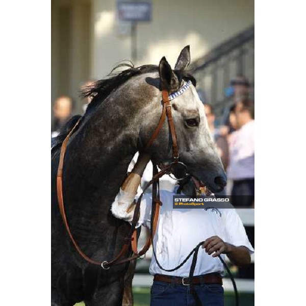a close up for Cima de Triomphe before winning the Premio del Giubileo Milan - San Siro racetrack, 4th july 2010 ph. Stefano Grasso