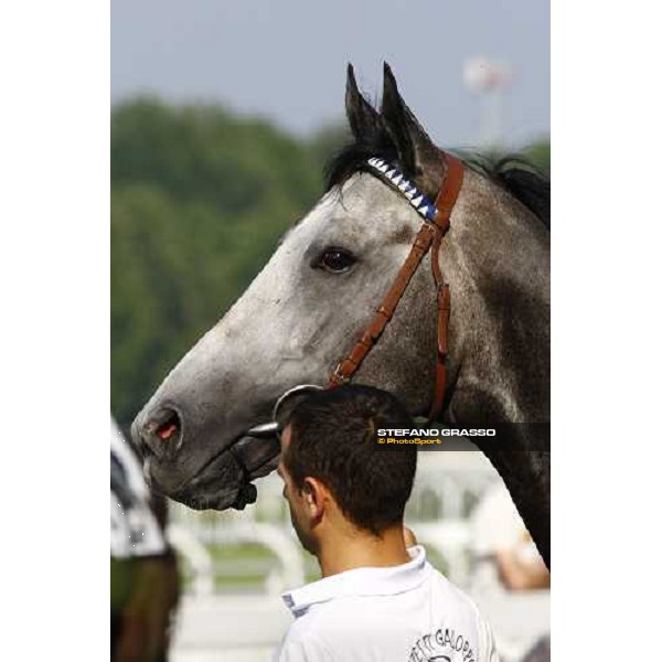 a close up for Cima de Triomphe before winning the Premio del Giubileo Milan - San Siro racetrack, 4th july 2010 ph. Stefano Grasso
