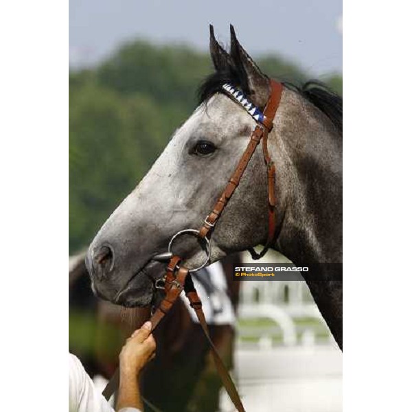 a close up for Cima de Triomphe before winning the Premio del Giubileo Milan - San Siro racetrack, 4th july 2010 ph. Stefano Grasso