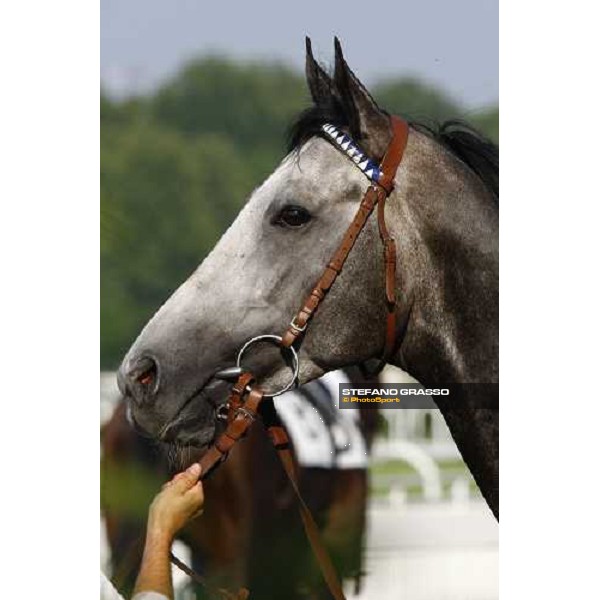a close up for Cima de Triomphe before winning the Premio del Giubileo Milan - San Siro racetrack, 4th july 2010 ph. Stefano Grasso