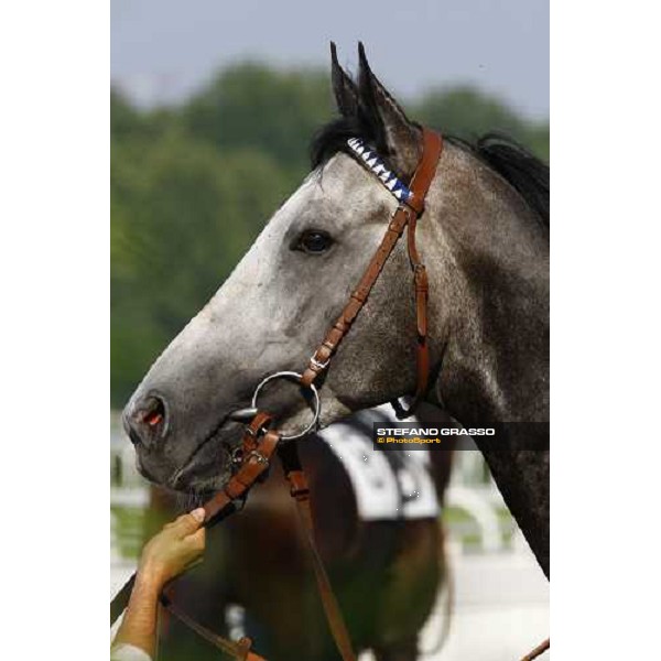 a close up for Cima de Triomphe before winning the Premio del Giubileo Milan - San Siro racetrack, 4th july 2010 ph. Stefano Grasso