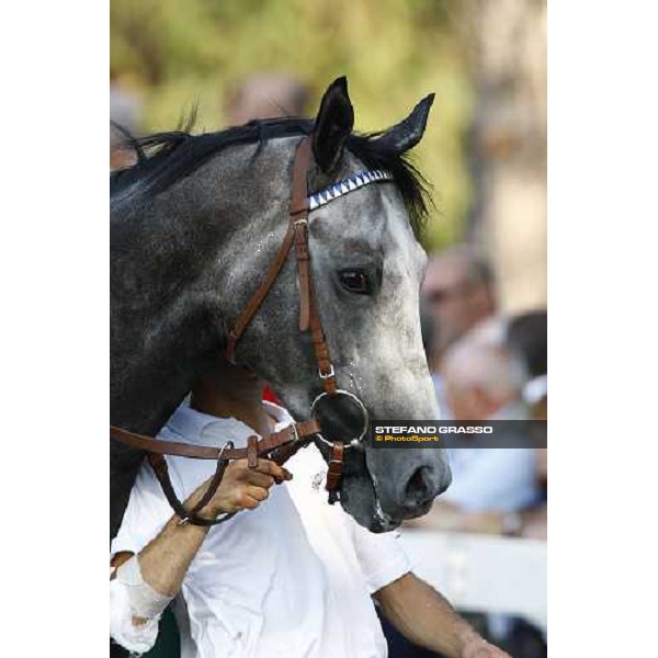 a close up for Cima de Triomphe before winning the Premio del Giubileo Milan - San Siro racetrack, 4th july 2010 ph. Stefano Grasso