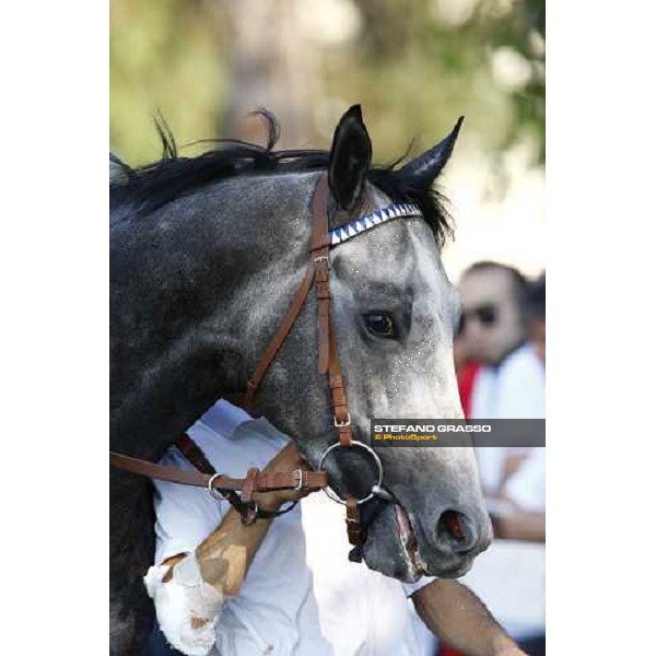 a close up for Cima de Triomphe before winning the Premio del Giubileo Milan - San Siro racetrack, 4th july 2010 ph. Stefano Grasso