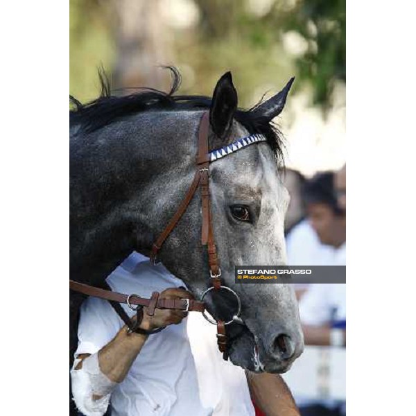 a close up for Cima de Triomphe before winning the Premio del Giubileo Milan - San Siro racetrack, 4th july 2010 ph. Stefano Grasso