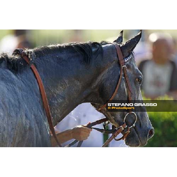 a close up for Cima de Triomphe walking after winning the Premio del Giubileo Milan - San Siro racetrack, 4th july 2010 ph. Stefano Grasso