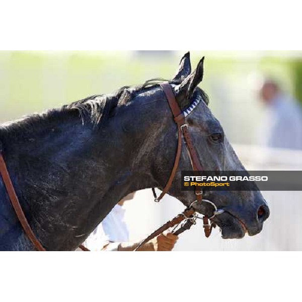 a close up for Cima de Triomphe walking after winning the Premio del Giubileo Milan - San Siro racetrack, 4th july 2010 ph. Stefano Grasso