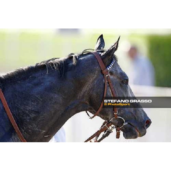 a close up for Cima de Triomphe after winning the Premio del Giubileo Milan - San Siro racetrack, 4th july 2010 ph. Stefano Grasso