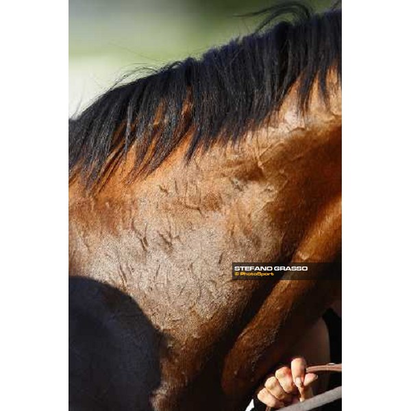 a very close up for Estejo and his groom in the paddock of the Premio di Lombardia Milan - San Siro racetrack, 4th july 2010 ph. Stefano Grasso