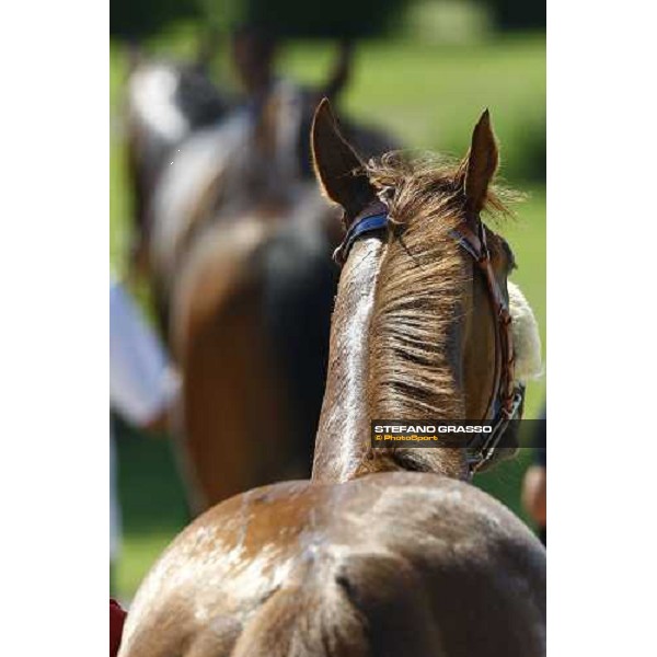 Horses away please ! Milan - San Siro racetrack, 4th july 2010 ph. Stefano Grasso