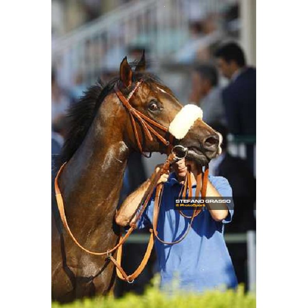 Arneb walks after winning the Premio Giuseppe de Montel Milan - San Siro racetrack, 4th july 2010 ph. Stefano Grasso