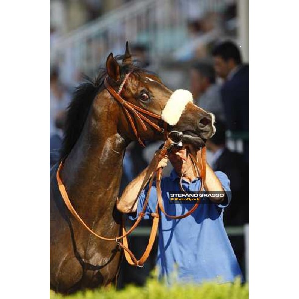 Arneb walks in the winner\'s enclosure after winning the Premio Giuseppe de Montel Milan - San Siro racetrack, 4th july 2010 ph. Stefano Grasso