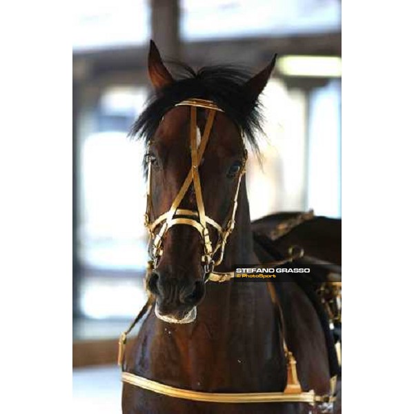 close up to Varenne Milan San Siro racetrack 12th september 2004 ph. Stefano Grasso