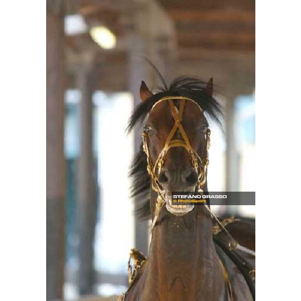 Varenne smiling Milan San Siro racetrack 12th september 2004 ph. Stefano Grasso