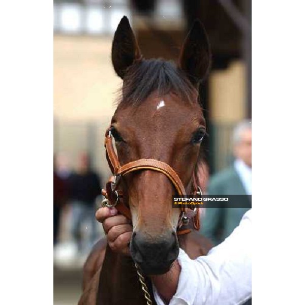 close up for Icaro del Ronco, son of Varenne. Milan San Siro racetrack 12th september 2004 ph. Stefano Grasso