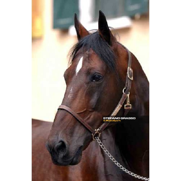 close up for Varenne Milan San Siro racetrack 12th september 2004 ph. Stefano Grasso