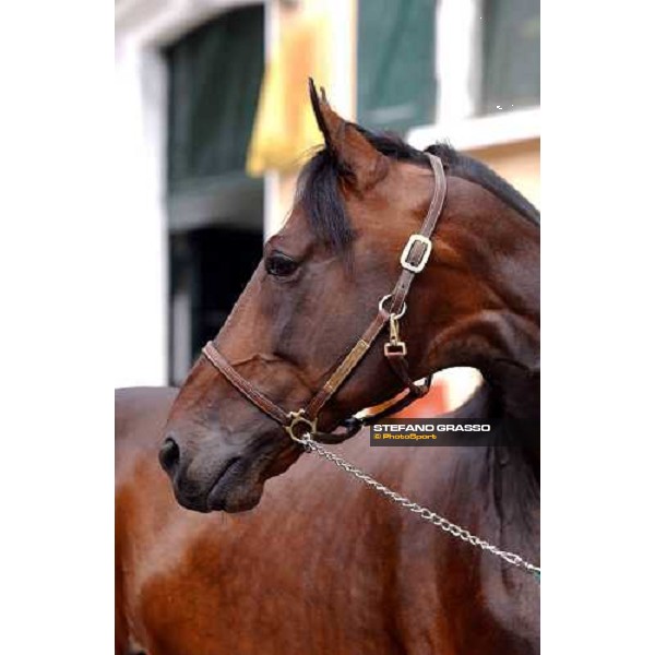 close up for Varenne Milan San Siro racetrack 12th september 2004 ph. Stefano Grasso