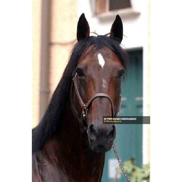 close up for Varenne Milan San Siro racetrack 12th september 2004 ph. Stefano Grasso