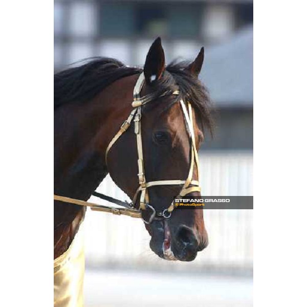 close up for Varenne Milan San Siro racetrack 12th september 2004 ph. Stefano Grasso