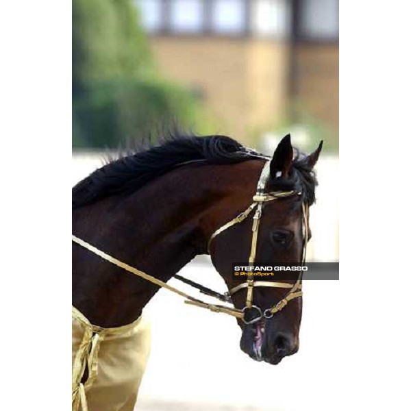 close up for Varenne Milan San Siro racetrack 12th september 2004 ph. Stefano Grasso