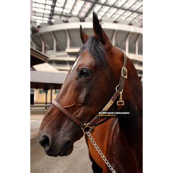 close up for Varenne Milan San Siro racetrack 12th september 2004 ph. Stefano Grasso