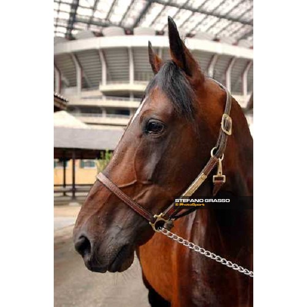 close up for Varenne Milan San Siro racetrack 12th september 2004 ph. Stefano Grasso