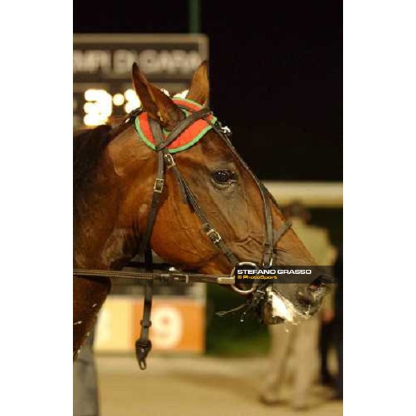 close up for Forever Bi winner of Coppa dell\' Allevamento filly Treviso, Sant Artemio racetrack 19th september 2004 ph. Stefano Grasso