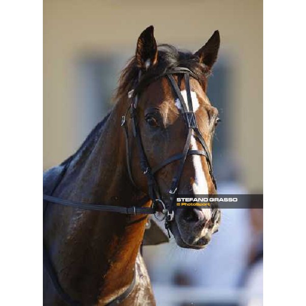 a close up for Non Solo Bar after winning the Gran Premio avv. Carlo Marangoni Torino - Stupinigi racetrack, 12th sept. 2010 ph. Stefano Grasso